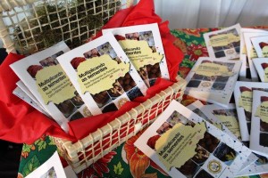 Lançamento2